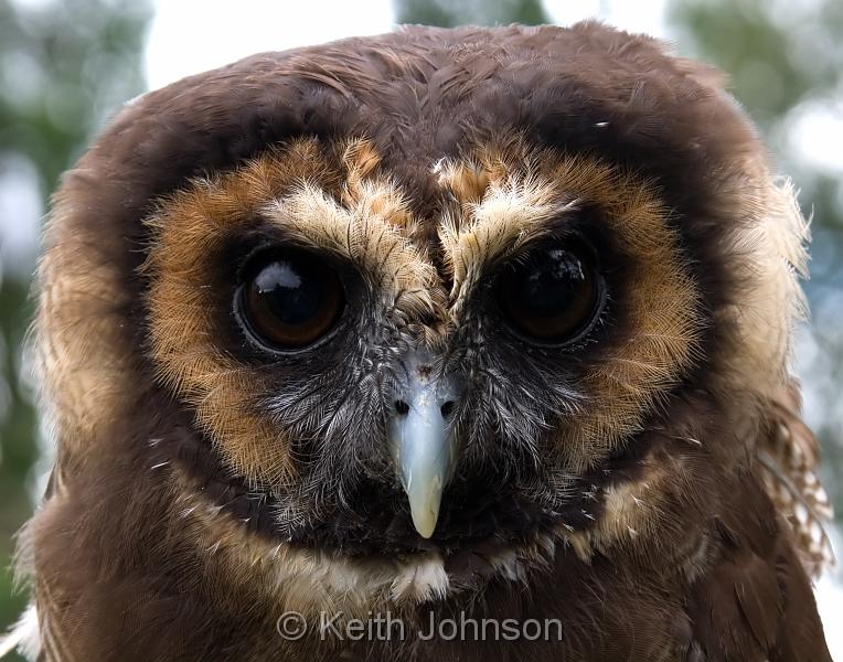 Asian Brown Wood Owl.jpg